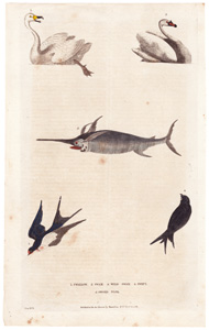 1. Swallow  2. Swan  3. Wild Swan  4. Swift  5. Sword Fish 